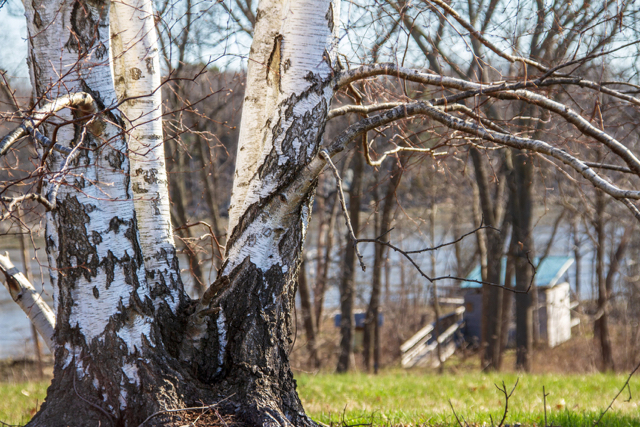Birch Tree, World's End